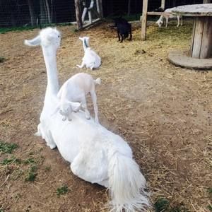 Meet your Posher, Regina tom